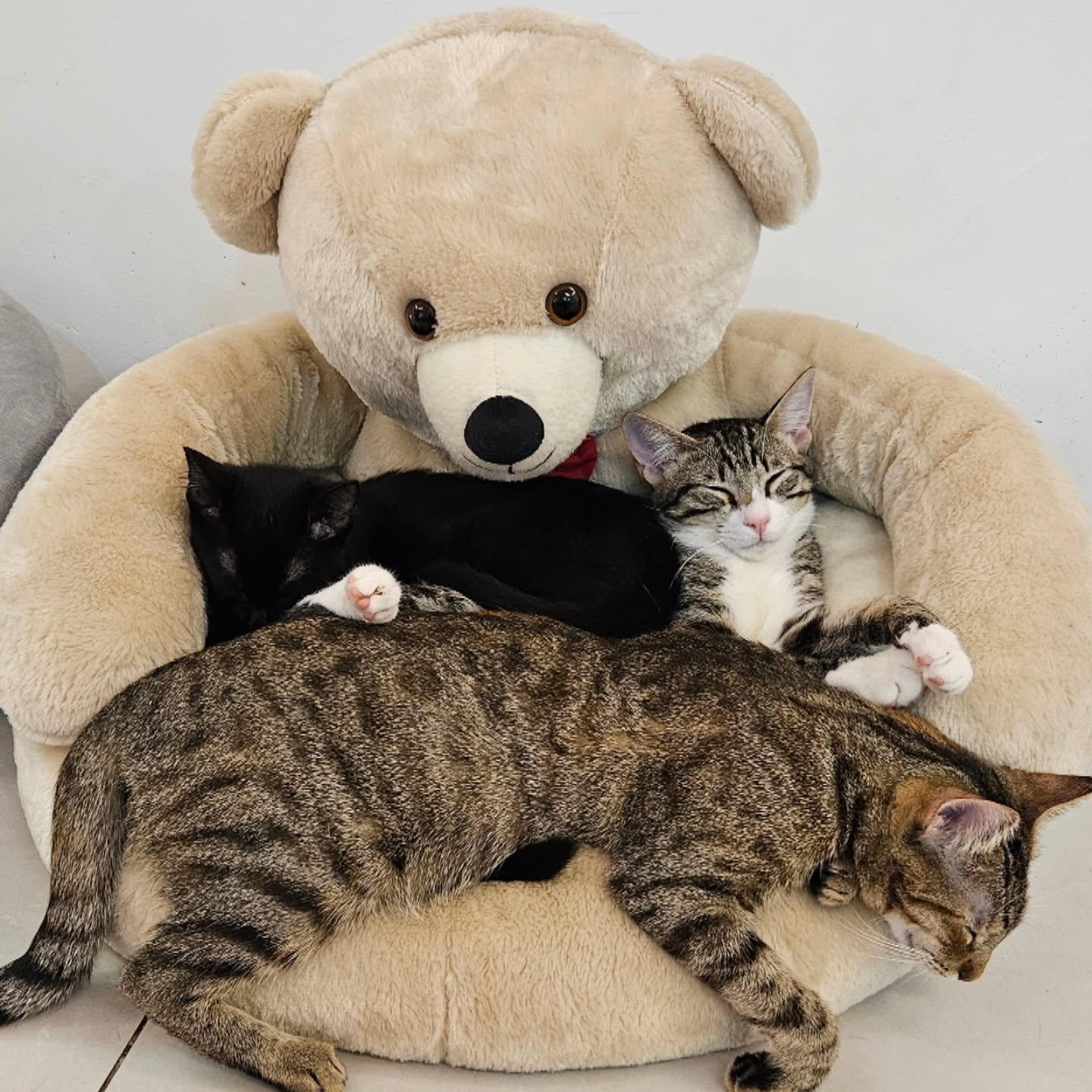 Gatinhos disponíveis para adoção