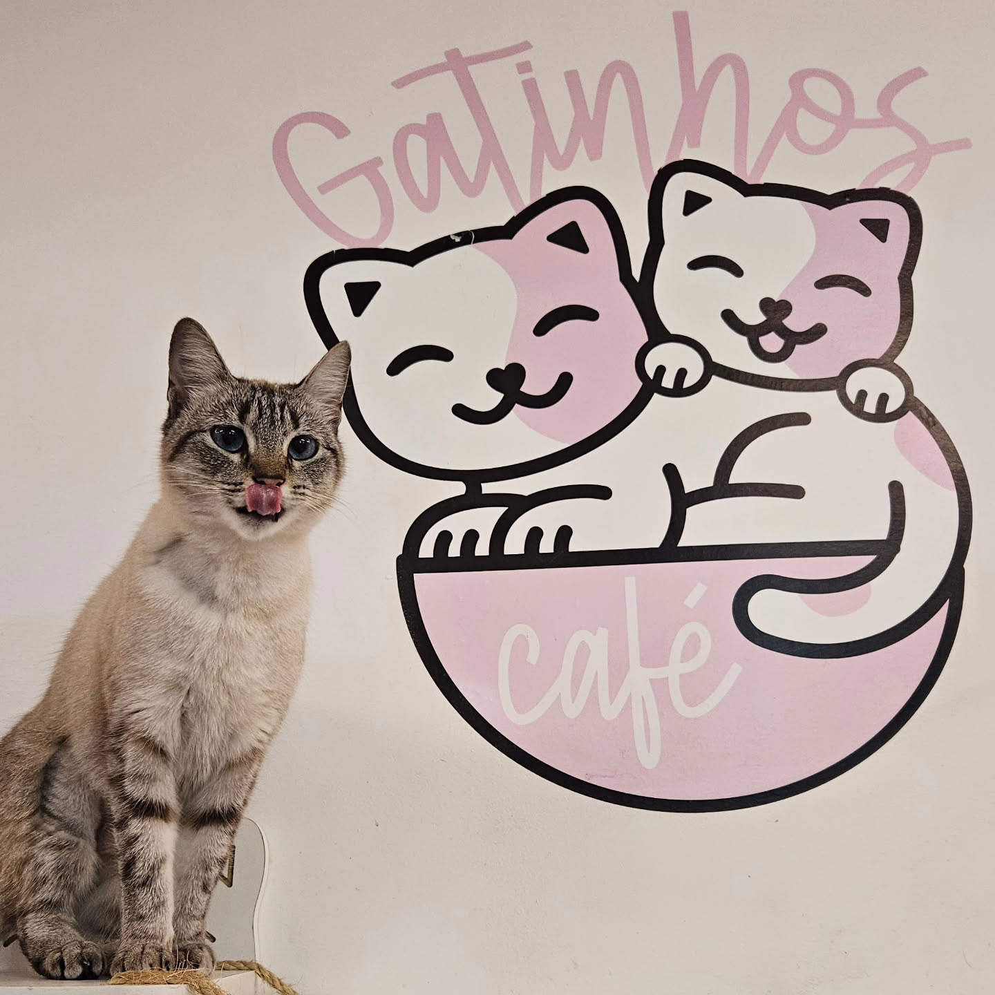 Ambiente interno do Gatinhos Café